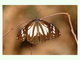 Mariposa tigre malaya<br />(Danaus affinis)
