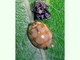 Freshly emerged ladybirds can remain for some minutes next to the empty pupal skin. Their colours are still very pale bu..., por Armando Frazão