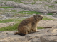 Marmota europea<br />(Marmota marmota)