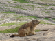 Marmota europea<br />(Marmota marmota)