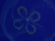 Medusa aurelia<br />(Aurelia aurita)