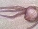 Medusa luminiscente<br />(Pelagia noctiluca)