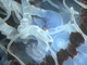 Medusa luminiscente<br />(Pelagia noctiluca)