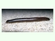 Milpiés negro<br />(Spirobolus marginatus)