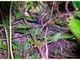 Mirlo común<br />(Turdus merula)