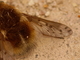 Mosca abeja europea<br />(Bombylius discolor)