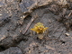 Mosca amarilla del estiércol<br />(Scathophaga stercoraria)