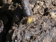 Mosca amarilla del estiércol<br />(Scathophaga stercoraria)