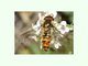 Mosca avispa de las flores<br />(Episyrphus balteatus)