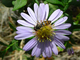 Mosca avispa de las flores<br />(Episyrphus balteatus)