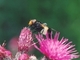 Mosca cernidora abejorro<br />(Volucella pellucens)