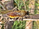Mosca depredadora<br />(Laphria flava)