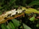 Mosca mantis<br />(Ochthera sp.)