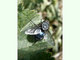 Moscarda azul común<br />(Calliphora vicina)