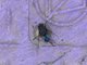 Moscarda azul común<br />(Calliphora vicina)