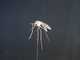 Mosquito alado antártico<br />(Parochlus steinenii)