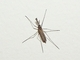 Mosquito común<br />(Culex pipiens)