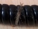 Mosquito de anillos<br />(Culiseta annulata)