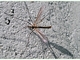 Mosquito de la col<br />(Tipula oleracea)