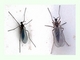 Mosquito de las ventanas<br />(Anisopus fenestralis)