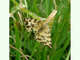 Moteada amarilla<br />(Pseudopanthera macularia)