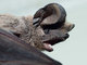 Murciélago rabudo europeo<br />(Tadarida teniotis)
