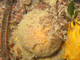 Naranja de mar<br />(Tethya citrina)