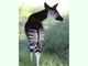Okapi<br />(Okapia johnstoni)