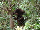 Orangután de Borneo<br />(Pongo pygmaeus)