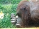 Orangután de Borneo<br />(Pongo pygmaeus)