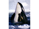 Orca<br />(Orcinus orca)