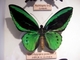 Ornitóptera alas de pájaro<br />(Ornithoptera priamus)
