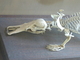 Ornitorrinco<br />(Ornithorhynchus anatinus)