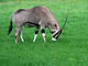 <i>Oryx beisa</i>