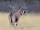 <i>Oryx beisa</i>