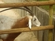 Oryx de cuernos de cimitarra<br />(Oryx dammah)