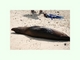 Oso marino de las Galápagos<br />(Arctocephalus galapagoensis)