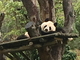 Oso panda<br />(Ailuropoda melanoleuca)