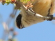 Pájaro moscón<br />(Remiz pendulinus)