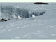 Paloma antártica<br />(Chionis alba)