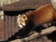 Panda rojo<br />(Ailurus fulgens)