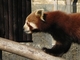 Panda rojo<br />(Ailurus fulgens)