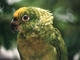Papagayo harinoso<br />(Amazona farinosa)