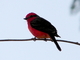 Papamoscas cardenal<br />(Pyrocephalus rubinus)