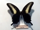 Papilio de Timor<br />(Papilio oenomaus)