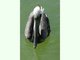 Pelícano pardo<br />(Pelecanus occidentalis)