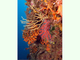 Junto con <a href='ficha.php?id=28'>coral rojo</a> y <a href='ficha.php?id=4873'>látigo de mar amarillo</a>, por Christophe Quintin