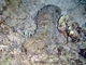 Pepino de mar tubérculo<br />(Stichopus monotuberculatus)
