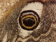 Pequeño pavón nocturno<br />(Saturnia pavonia)