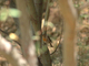 Petirrojo europeo<br />(Erithacus rubecula)